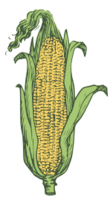 Ear Of Corn Colored