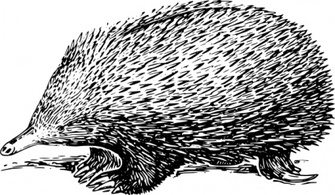 Echidna clip art Thumbnail