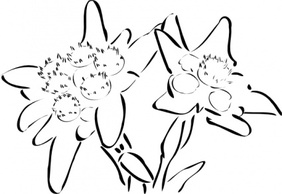 Edelweiss clip art Thumbnail