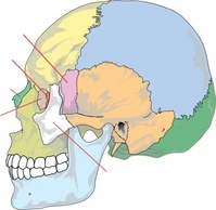 Education Science Skull Human Medicine Medical Biology Learning Nolables Thumbnail