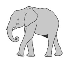 Elephant