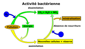 Elimination De La Pollution