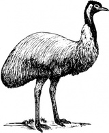 Emu Animal Bird clip art Thumbnail