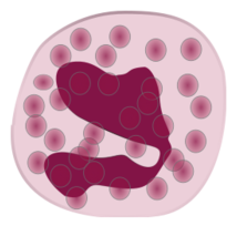 Eosinophil