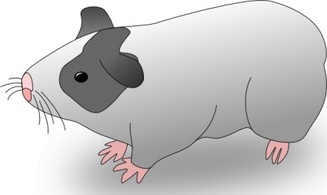 Ernes Cavia Guinea Pig clip art Thumbnail