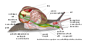 Escargot Anatomie avec descriptions en français - Snail Anatomy with French labels Thumbnail