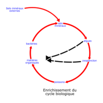 Eutrophisation Cycle