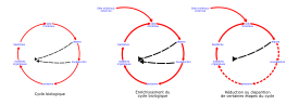 Eutrophisation Cycle