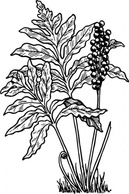 Fern clip art