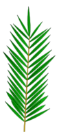 Feuille de palmier Thumbnail