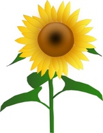 Flower Bloom Plant Sunflower