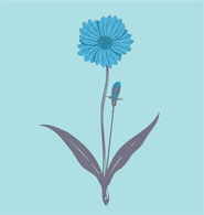 Flower illustration vector