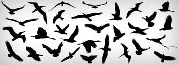 Flying Birds