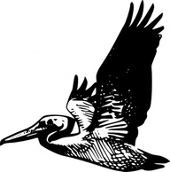 Flying Pelican clip art Thumbnail