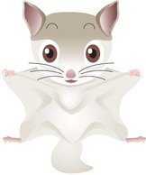 Flying Squirrel Vector Thumbnail