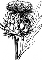 Food Outline Plant Lineart Vegetable Warszawianka Bw Artichoke Botany Thumbnail