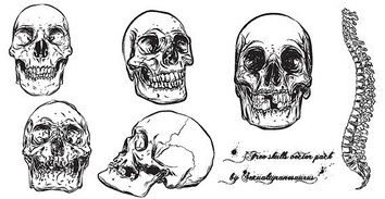 Free human skull with backbone vector pack