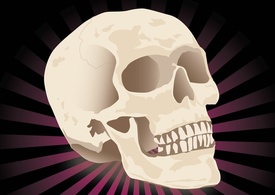 Free Realistic Skull
