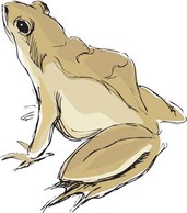 Frog 3