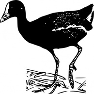 Gallinule clip art Thumbnail