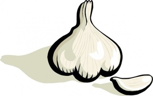 Garlic clip art