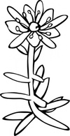 Gg Saxifraga Aizoides Outline clip art Thumbnail