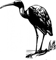 Glossy Ibis clip art