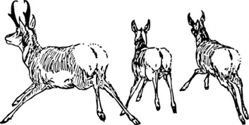 Going Wild Running Away Lineart Horns Animal Antelope Thumbnail