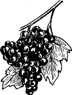 Grapes clip art Thumbnail