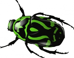 Green Beetle clip art