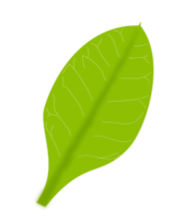 Green Leaf