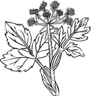 Heraculeum Lanatum clip art