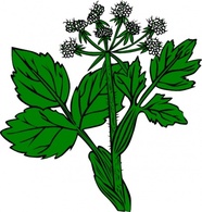 Heraculeum Lanatum clip art