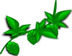 Hops Plant clip art Thumbnail