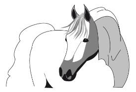 Horse - Cheval Thumbnail
