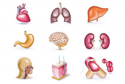 Human Organs Vector Icons Thumbnail