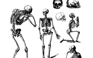 Human Skulls And Skeletons Thumbnail