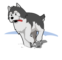 Husky Running In Snow Thumbnail