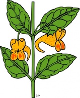 Impatiens Capensis clip art