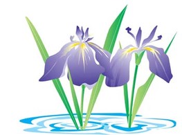 Iris Flower 3 Thumbnail