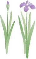 Iris Flower 4 Thumbnail