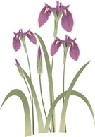 Iris Flower 5 Thumbnail