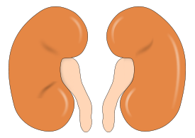 Kidney Reins Thumbnail