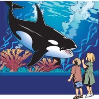 Killer whale 1