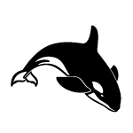 Killer Whale Vector