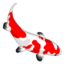 Koi