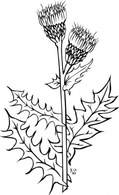 Ku Cirsium Arvense Outline clip art