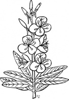 Ku Epilobium Angustifolium Outline clip art