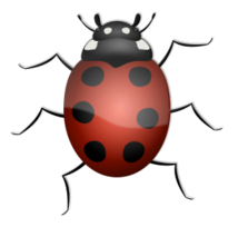 Ladybug