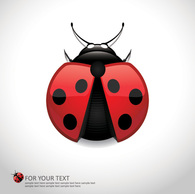 Ladybug or Ladybird Thumbnail